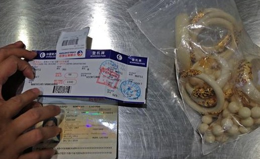 昆明機場X光機檢測通道發現9只象牙手鐲飾品[圖]